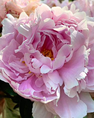 Schilderen op Nummer Bloemen PBN280